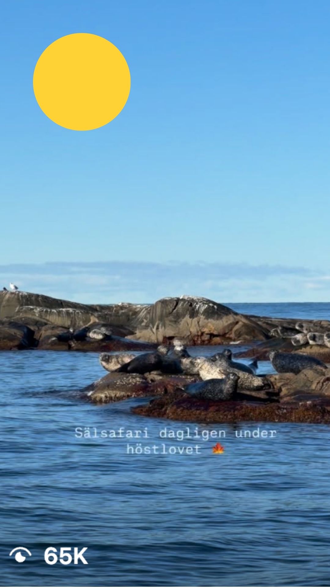 exempel-insta-reel-safari